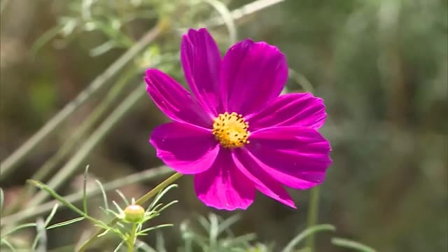 道の駅でコスモスの花が約1500万本…秋風に吹かれる風景を満喫　10月中旬まで見頃【岡山・笠岡市】