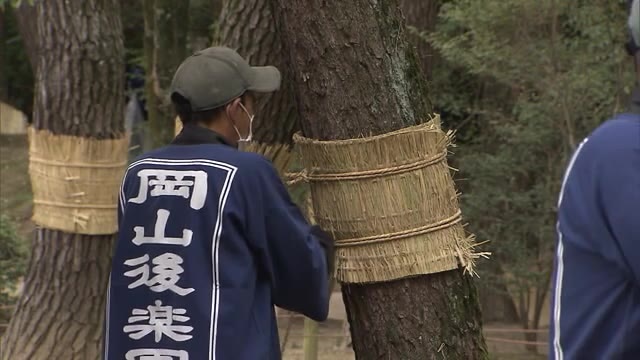 「日常の風景がとてもうれしい…」名園の秋の風物詩 “マツのこも巻き”　岡山後楽園【岡山・岡山市】