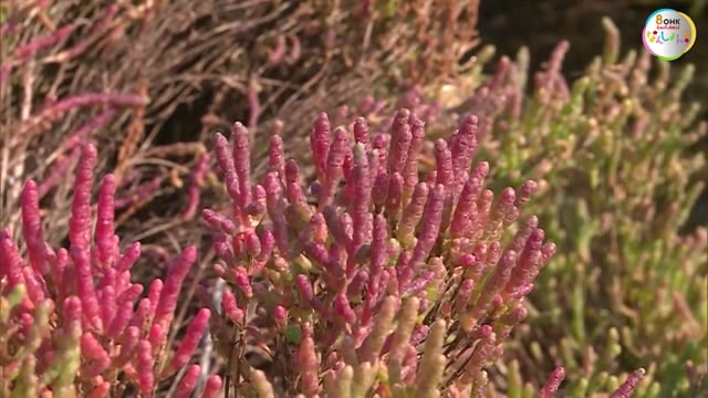 緑→赤に　絶滅危惧種「アッケシソウ」紅葉始まる　本州で唯一の自生地【岡山・浅口市】