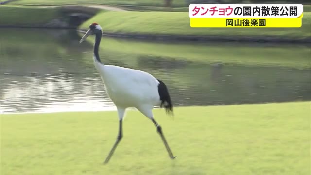 国の“特別天然記念物”が名園を散策　タンチョウが優雅に…【岡山・岡山市】