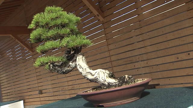 海外客がコロナ禍で来日困難…“地元愛好家”のすそ野拡大へ　高松盆栽の郷フェスタ開幕【香川・高松市】