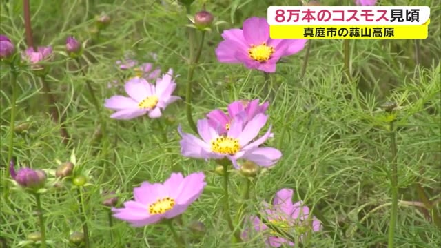 高原を彩る“８万本のコスモス”　岡山県北の観光地で秋の花見ごろ　１１月上旬まで　【岡山・真庭市】