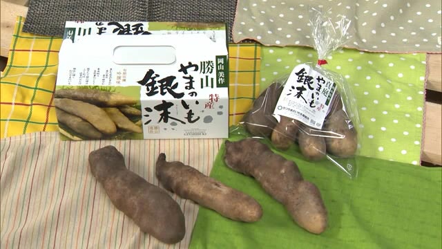 “銀沫”初出荷　県北勝山特産の「イモ」　粘りが強く風味豊か…　１１月１日～販売開始【岡山・真庭市】