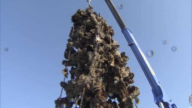 冬の味覚“カキ”のシーズン到来！ 県内有数の産地で初水揚げ…「近年で一番良い出来」【岡山・瀬戸内市】