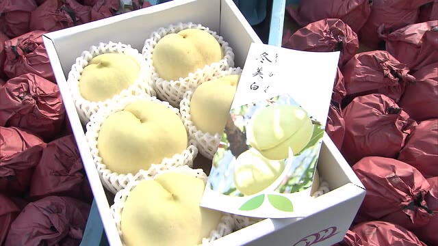 季節外れのモモ！？夏ではなく秋冬が旬　新品種“冬美白”の収穫始まる【岡山・赤磐市】
