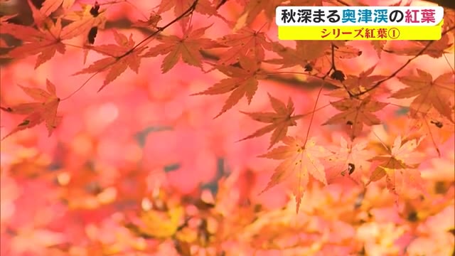 【紅葉シリーズ】秋色に染まる「奥津渓」…“絶景ポイント”を紹介　ライトアップも実施【岡山・鏡野町】