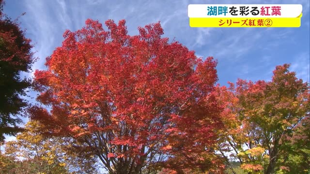 【紅葉シリーズ】岡山県北の紅葉の名所　恩原湖　湖畔が秋色に染まる【岡山・鏡野町】