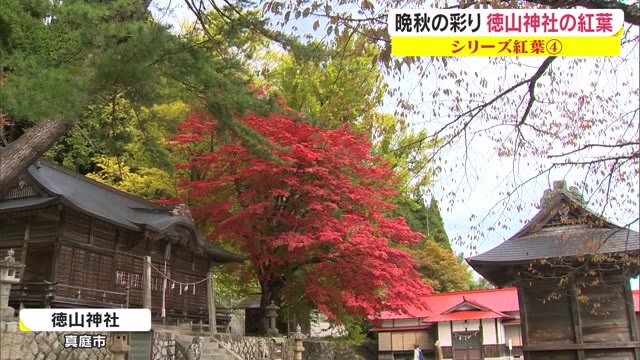 【紅葉シリーズ】モミジ×イチョウ…対照的なコントラストで深まる秋を演出　徳山神社【岡山・真庭市】