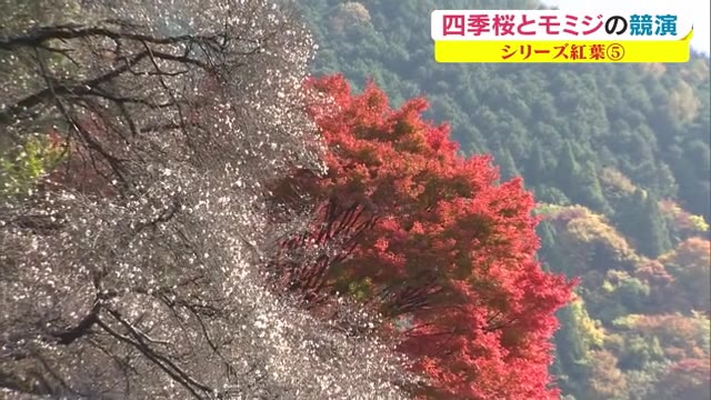 【紅葉シリーズ】サクラ×モミジ　里山を彩る紅葉の名所【岡山・真庭市】