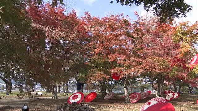 石垣とモミジの競演　番傘アートやライトアップ…２年ぶりのイベントも　鶴山公園【岡山・津山市】