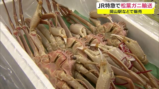 特急に「カニ」乗車⇒山陰の冬の味覚“松葉ガニ” 鮮度を保ち各地へ即日発送　来年３月下旬まで【岡山】