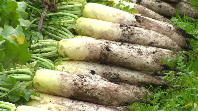 冬はおでんや鍋で炊いて…季節限定「蒜山こだわり大根」の収穫　霜が降りることで甘み増す【岡山・真庭市】