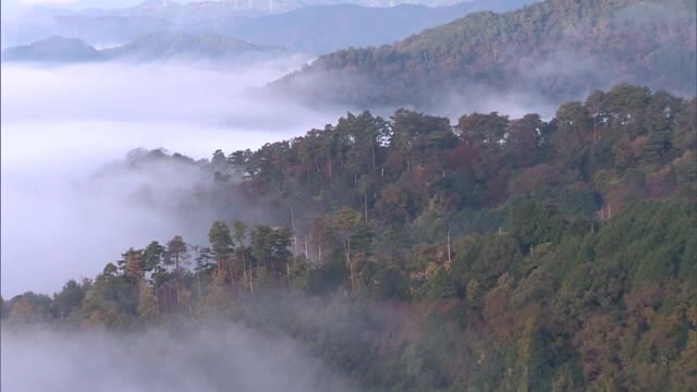【シリーズ紅葉】紅葉×雲海　「黒沢山」　霧に浮かぶ色づいた木々…神秘的な風景【岡山・津山市】