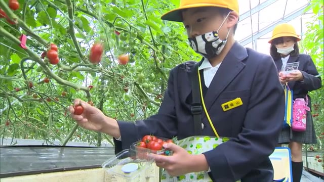 かわいい“ミニトマト”を小学生が収穫…「食と農業のつながり」を学ぶ体験　【香川・さぬき市】