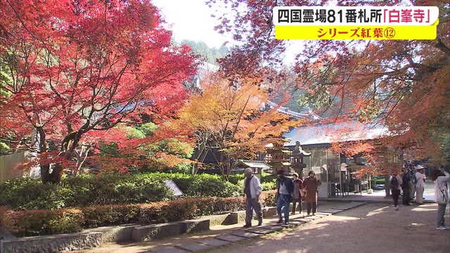 【シリーズ紅葉】厳かな雰囲気…モミジが深まる秋に彩り添える　四国霊場「白峯寺」の紅葉【香川・坂出市】