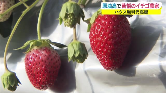 クリスマスケーキに暗い影　原油価格高騰+肥料も…値上がりの危機【岡山・鏡野町】