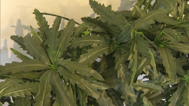 “過去最多”大麻での検挙件数　知らないうちに口に…薬物乱用防止キャンペーン【岡山】