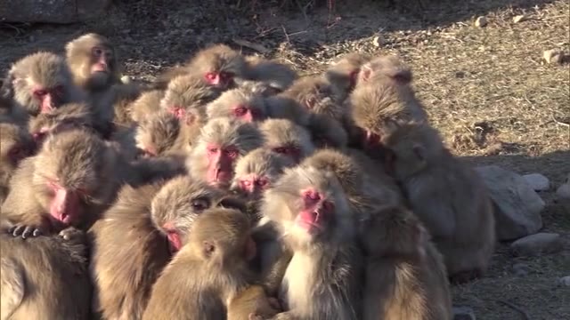 元日にかけて寒い　小豆島ではサルが身を寄せ合い暖をとる「サル団子」も【香川・土庄町】