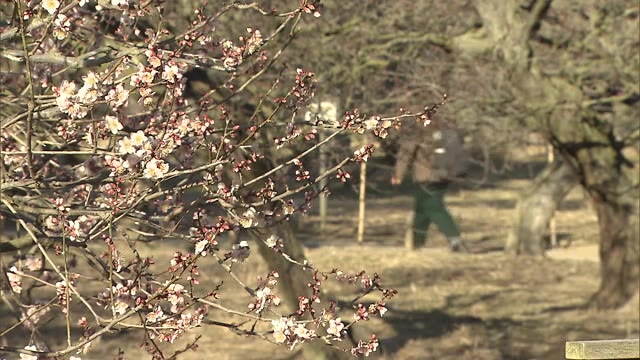 「まん延防止」適用後初の週末　ウメが咲き始めた栗林公園…感染防止対策に観光客も安心【香川・高松市】