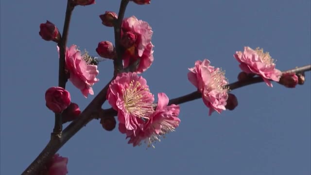 冬から春へ…カンコウバイ満開　サクラの開花はいつ？【岡山・香川】