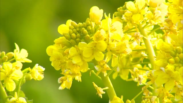 県北に春の訪れ…「フキノトウ」「菜の花」が丘の景色を演出　寒さ和らぎ気温も上昇【岡山・津山市】