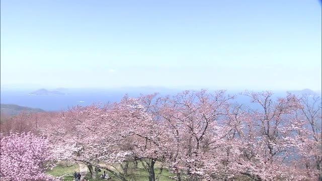 サクラを楽しめる春の観光スポット“紫雲出山”　２０２２年もマイカーでの入山が予約制に【香川・三豊市】