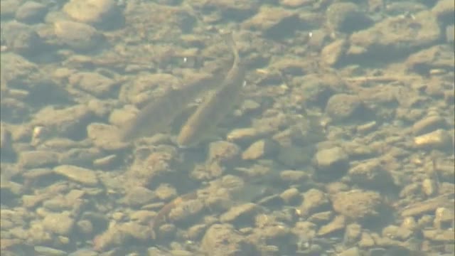 県北に春の訪れを告げる“アマゴ釣り”３月１日解禁　河川で解禁前日放流行われる　【岡山・鏡野町】