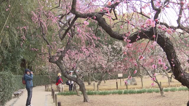 「まん延防止」岡山は解除で後楽園再開　梅も見頃に…　香川は延長期間に【岡山・香川】