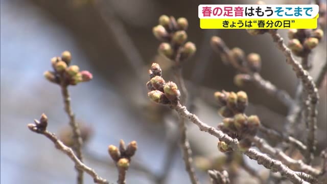 桜の開花はいつ？　岡山の名所・旭川河川敷をチェック　予想は２７日【岡山・岡山市】