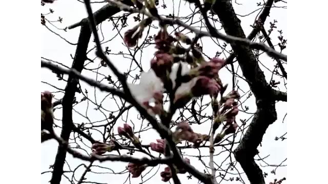 【速報】高松市でサクラ開花　平年より３日早く【香川・高松市】
