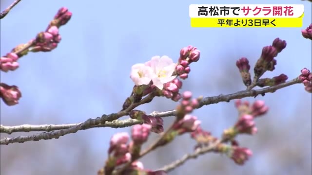 いよいよ春到来♪　高松市で桜開花　平年より３日早く　去年より９日遅く【香川・高松市】