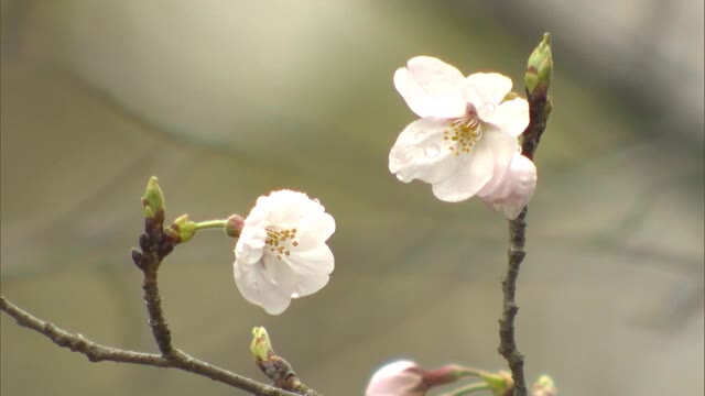 【速報】岡山市でサクラ開花　平年より２日早く【岡山・岡山市】