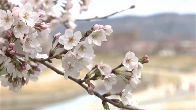 開花発表後初の週末　暖かな陽気に誘われ…名所「旭川河川敷」で“サクラ咲く”春を堪能【岡山・岡山市】