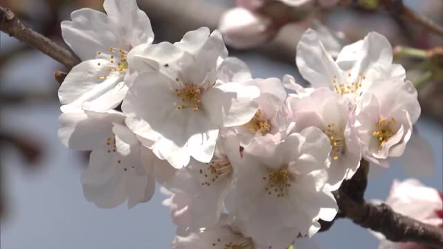 【速報】岡山でサクラ満開