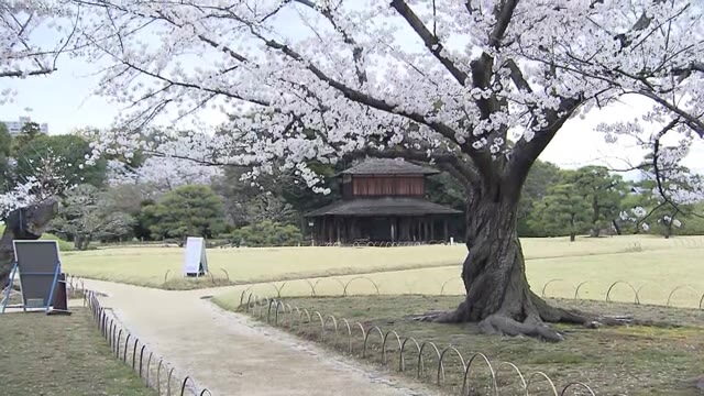 満開です♪　岡山市が世界に誇る日本庭園でお花見　岡山後楽園のサクラ【岡山】