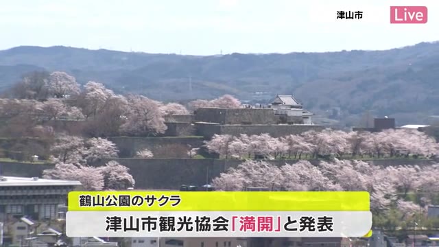 岡山県有数のサクラの名所　鶴山公園満開に♪【岡山・津山市】