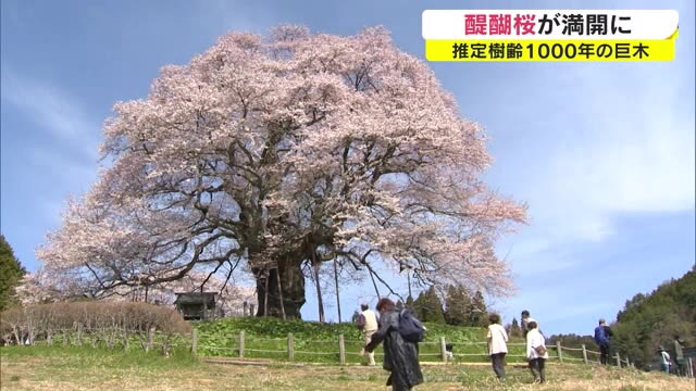 後醍醐天皇が讃えた”伝説の一本桜”　山里の風景にそびえ立つ「醍醐桜」が満開【岡山・真庭市】