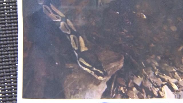 体長２メートルの大型ヘビ　駐車場で行方不明に　近くには小学校も…警察が捜索【岡山・倉敷市】