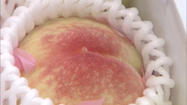 極早生の桃「はなよめ」岡山市のデパートに初入荷　くだもの王国岡山のシーズン到来！【岡山】