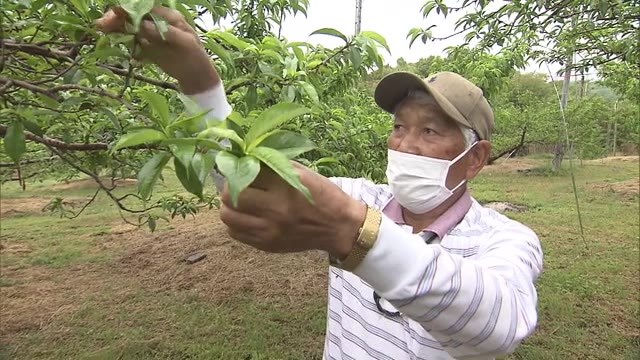 脱サラして約３０年…「倉敷白桃」の名づけ親・渡辺常吉さんに黄綬褒章【岡山・香川】