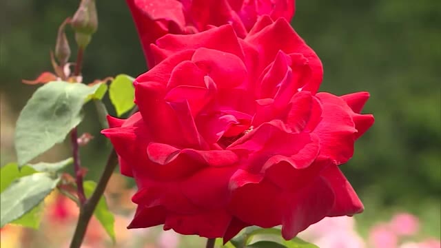 ３０００本のバラが満開　山頂付近を彩る　種松山公園西園地【岡山・倉敷市】