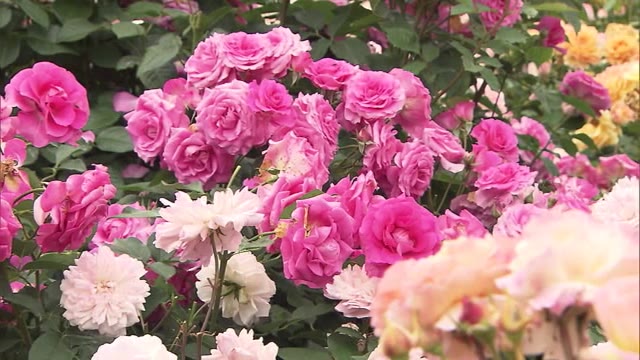 世界各国のバラ４００種類・約１０万本が咲き誇る「春の大バラまつり」　６月１２日まで【香川・丸亀市】