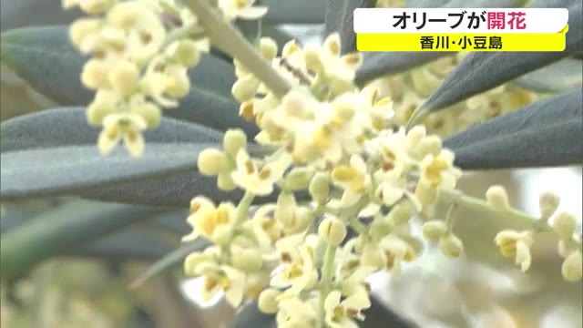 小豆島でオリーブの花が開花　例年より２日早く…今週末には見頃　実の収穫にも期待【香川】