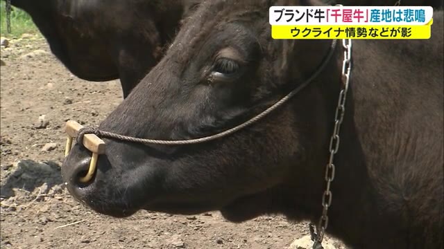 ブランド牛１頭　出荷までの餌代が「１５万アップ」…コストカットに苦心する畜産農家【岡山・新見市】