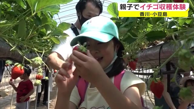 島特産のイチゴ「女峰」を味わって…親子が収穫体験　その場で試食も【香川・土庄町】
