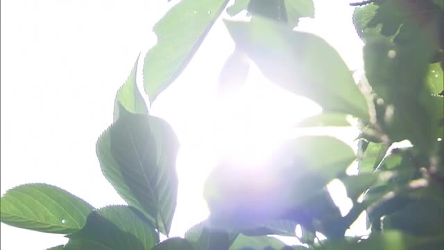 最高気温を観測…週末も３０度超え“真夏日”にせまる暑さに　熱中症に注意を【岡山・香川】