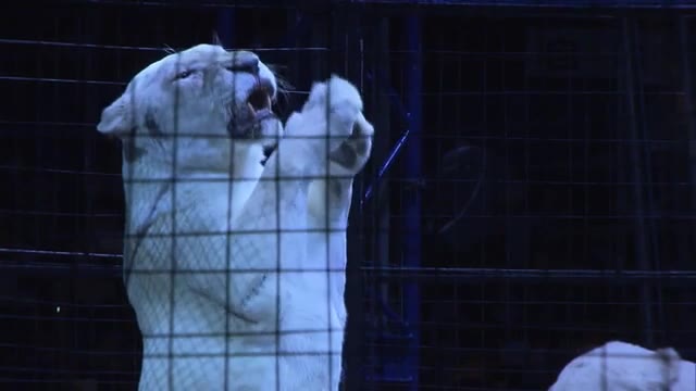 「木下大サーカス」４年ぶりに岡山市で開幕　猛獣＆パフォーマーの演技に観客約２千人は大興奮【岡山】