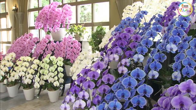 市場には出回らない希少な花も…レオマで２大花まつり　アジサイとコチョウラン見頃【香川・丸亀市】