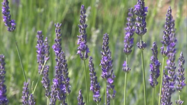 ラベンダー約１万株の爽やかな香りに包まれ…薄紫色に染まる蒜山高原で摘み取り体験始まる【岡山・真庭市】