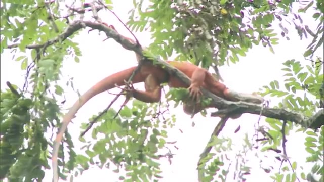 体長９０センチのイグアナが逃走　近くの木の上で発見　捕獲へ　遊園地で飼育【岡山・倉敷市】　